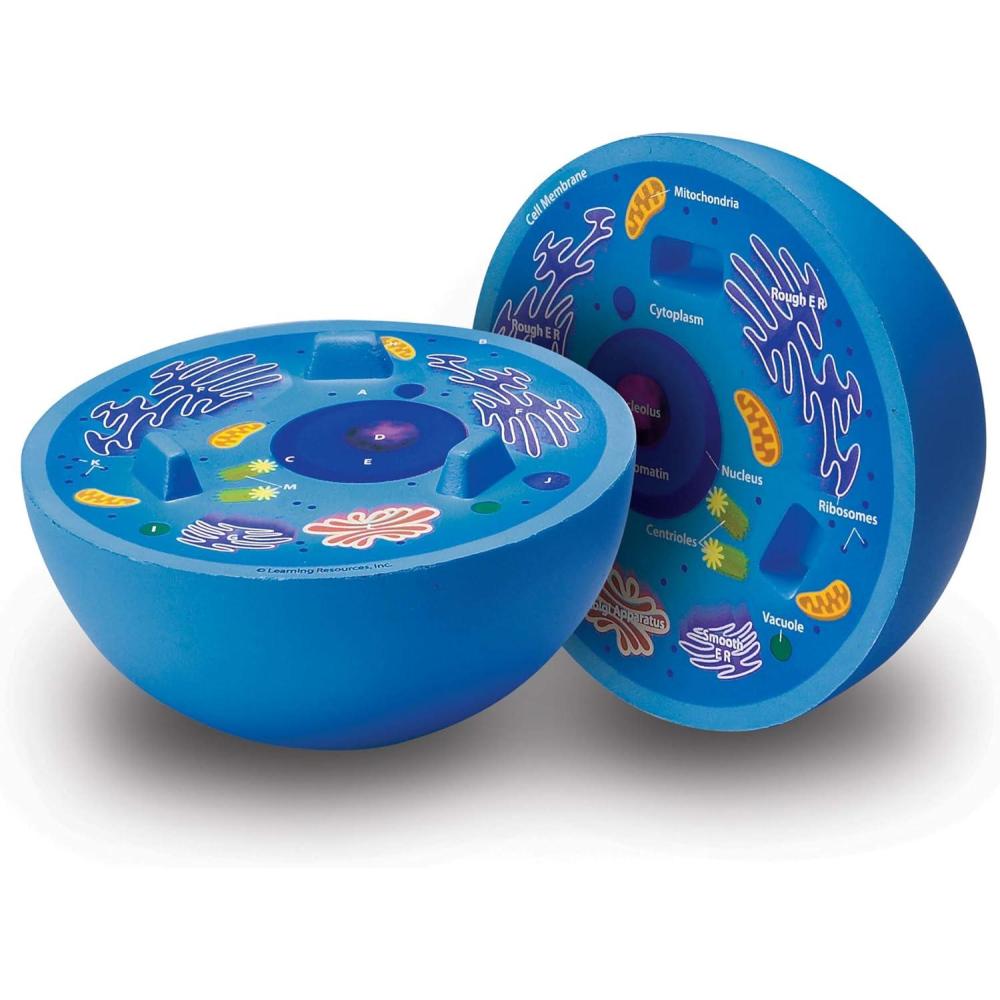 imageLearning Resources CrossSection Animal Cell Model  STEM Biology Gifts Molecular Science Activities  Microbiology Classroom and Teacher Must Haves Homeschool Materials Model Kit Tools
