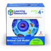 Learning Resources Cross-Section Animal Cell Model – STEM Biology Gifts, Molecular Science Activities , Microbiology ,Classroom and Teacher Must Haves, Homeschool Materials, Model Kit Tools