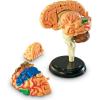Learning Resources Brain Model – Anatomy and Science Classroom Must Haves, Neuro Health and Human Body Model, STEM Study Tools, Back to School Kits, Homeschool Gifts for Students