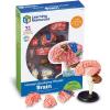 Learning Resources Brain Model – Anatomy and Science Classroom Must Haves, Neuro Health and Human Body Model, STEM Study Tools, Back to School Kits, Homeschool Gifts for Students