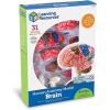 Learning Resources Brain Model – Anatomy and Science Classroom Must Haves, Neuro Health and Human Body Model, STEM Study Tools, Back to School Kits, Homeschool Gifts for Students