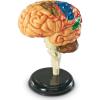 Learning Resources Brain Model – Anatomy and Science Classroom Must Haves, Neuro Health and Human Body Model, STEM Study Tools, Back to School Kits, Homeschool Gifts for Students