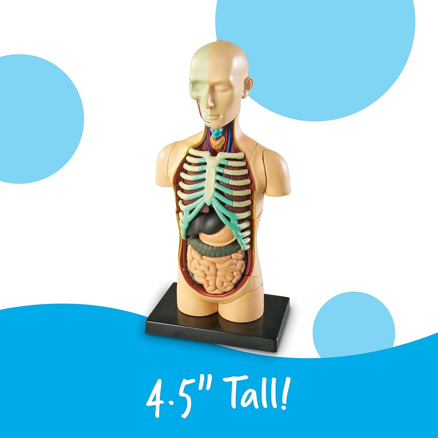 imageLearning Resources Human Body Model 31 Pieces Grades 3 Ages 8 Science Classroom Demonstration Tools Realistic Human Anatomy Display