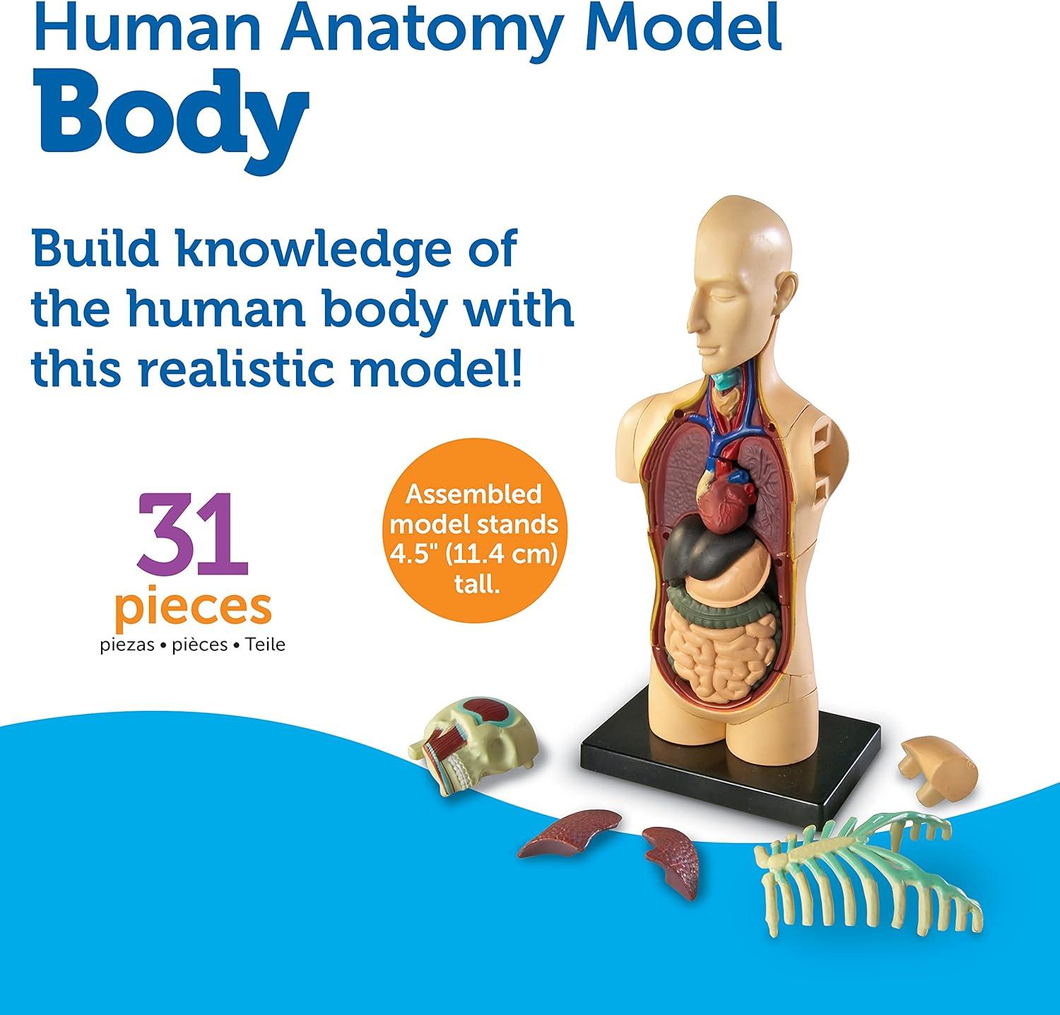 imageLearning Resources Human Body Model 31 Pieces Grades 3 Ages 8 Science Classroom Demonstration Tools Realistic Human Anatomy Display