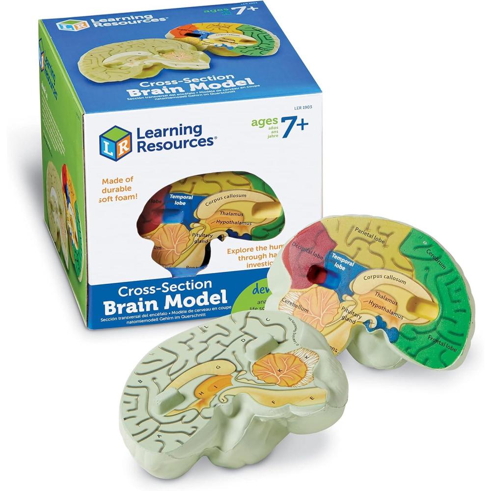 imageLearning Resources Crosssection Brain Model  2 Pieces Ages 7 Brain Anatomy Model Brain Functions Model Human Anatomy for Kids Foam Brain ModelBack to School Supplies