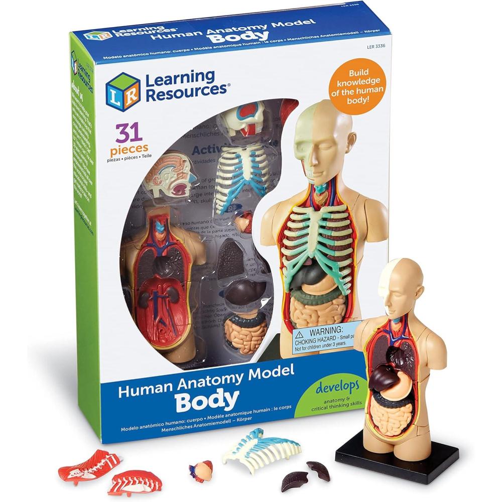 imageLearning Resources Human Body Model 31 Pieces Grades 3 Ages 8 Science Classroom Demonstration Tools Realistic Human Anatomy Display