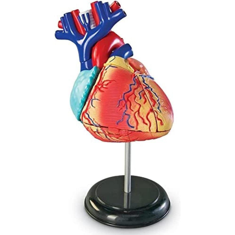 imageLearning Resources Human Heart Model Working Heart Model Anatomy for Kids Human Body Heart Model Educational Model Ages 8