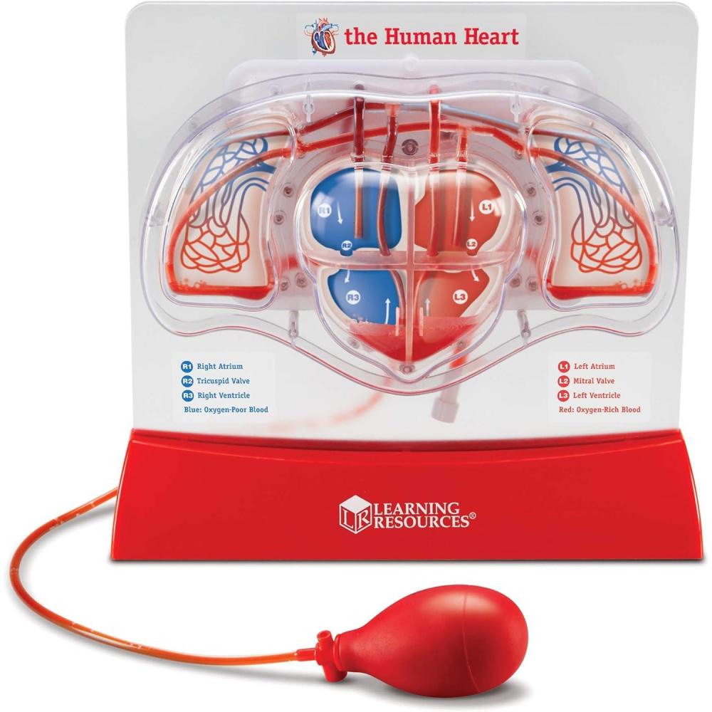imageLearning Resources Pumping Heart Model  Science Classroom Must Haves STEM Student Essentials Practice Anatomy Cardiology Artery and Veins Study Tools Back to School Supplies for Teachers