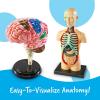 Learning Resources Anatomy Models Bundle Set – Skeleton and Physiology, Human Body Model , Science Classroom Must Haves, Biology Teacher Supplies, Interactive Homeschool Projects, Montessori(Bundle Set)