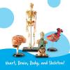 Learning Resources Anatomy Models Bundle Set – Skeleton and Physiology, Human Body Model , Science Classroom Must Haves, Biology Teacher Supplies, Interactive Homeschool Projects, Montessori(Bundle Set)