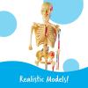 Learning Resources Anatomy Models Bundle Set – Skeleton and Physiology, Human Body Model , Science Classroom Must Haves, Biology Teacher Supplies, Interactive Homeschool Projects, Montessori(Bundle Set)