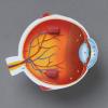 Learning Resources Cross-Section Human Eye Model, Biology, Scientific Vocabulary, Classroom Accessories, Measures 5′′ in diameter. Grades 2+
