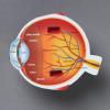 Learning Resources Cross-Section Human Eye Model, Biology, Scientific Vocabulary, Classroom Accessories, Measures 5′′ in diameter. Grades 2+