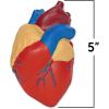 Learning Resources Cross-Section Human Heart Model – Practice Anatomy, Cardiology Artery and Veins Study Tools, Classroom Must Haves, STEM Student Essentials, Back to School Supplies for Teachers