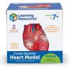 Learning Resources Cross-Section Human Heart Model – Practice Anatomy, Cardiology Artery and Veins Study Tools, Classroom Must Haves, STEM Student Essentials, Back to School Supplies for Teachers