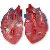 Learning Resources Cross-Section Human Heart Model – Practice Anatomy, Cardiology Artery and Veins Study Tools, Classroom Must Haves, STEM Student Essentials, Back to School Supplies for Teachers
