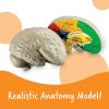 Learning Resources Cross-section Brain Model – 2 Pieces, Ages 7+ Brain Anatomy Model, Brain Functions Model, Human Anatomy for Kids, Foam Brain Model,Back to School Supplies