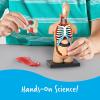 Learning Resources Human Body Model, 31 Pieces, Grades 3+, Ages 8+, Science Classroom Demonstration Tools, Realistic Human Anatomy Display