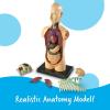 Learning Resources Human Body Model, 31 Pieces, Grades 3+, Ages 8+, Science Classroom Demonstration Tools, Realistic Human Anatomy Display
