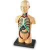 Learning Resources Human Body Model, 31 Pieces, Grades 3+, Ages 8+, Science Classroom Demonstration Tools, Realistic Human Anatomy Display