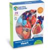 Learning Resources Human Heart Model, Working Heart Model, Anatomy for Kids, Human Body Heart Model, Educational Model, Ages 8+