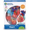Learning Resources Human Heart Model, Working Heart Model, Anatomy for Kids, Human Body Heart Model, Educational Model, Ages 8+