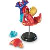 Learning Resources Human Heart Model, Working Heart Model, Anatomy for Kids, Human Body Heart Model, Educational Model, Ages 8+