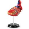 Learning Resources Human Heart Model, Working Heart Model, Anatomy for Kids, Human Body Heart Model, Educational Model, Ages 8+