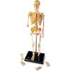 Learning Resources Skeleton Model, Science Classroom Must Haves, STEM Student Essentials, Practice Anatomy, Back to School Supplies for Teachers