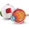 Learning Resources Cross-Section Human Eye Model, Biology, Scientific Vocabulary, Classroom Accessories, Measures 5′′ in diameter. Grades 2+