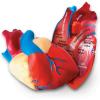 Learning Resources Cross-Section Human Heart Model – Practice Anatomy, Cardiology Artery and Veins Study Tools, Classroom Must Haves, STEM Student Essentials, Back to School Supplies for Teachers