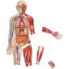 Learning Resources Double-Sided Magnetic Human Body – Anatomy Model, Body Parts for Students, STEM Classroom Essentials, Skeleton Kit for Doctors, Science Classrooms and Homeschool Essentials