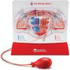 Learning Resources Pumping Heart Model – Science Classroom Must Haves, STEM Student Essentials, Practice Anatomy, Cardiology Artery and Veins Study Tools, Back to School Supplies for Teachers