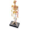 Learning Resources Skeleton Model, Science Classroom Must Haves, STEM Student Essentials, Practice Anatomy, Back to School Supplies for Teachers