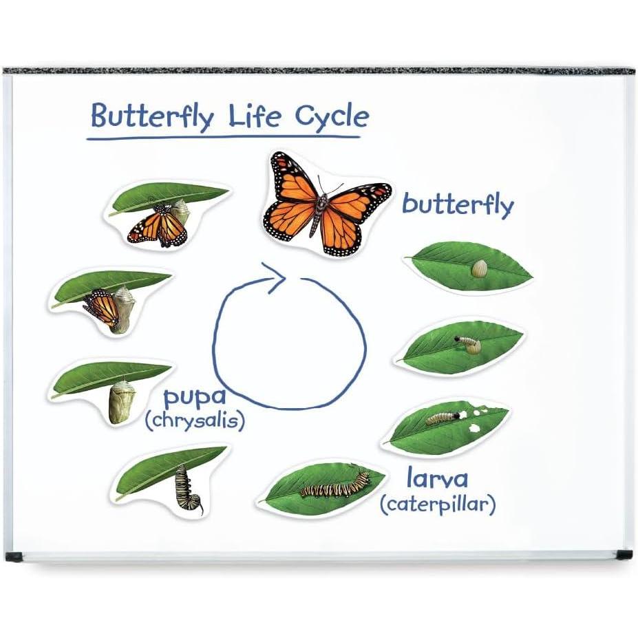 image:imageLearning Resources Giant Magnetic Butterfly Life Cycle WriteandWipe Teaching Aids and STEM Decor Butterfly Life Cycle Models Dry Erase Accessories for Homeschool or Classroom