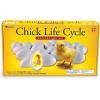 Learning Resources Chick Life Cycle Exploration Set – 21 Pieces, Ages 5+ Science Exploration Toys for Kids, Kindergartner Activities, Chicken Toys