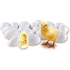 Learning Resources Chick Life Cycle Exploration Set – 21 Pieces, Ages 5+ Science Exploration Toys for Kids, Kindergartner Activities, Chicken Toys