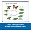Learning Resources Giant Magnetic Butterfly Life Cycle – Write-and-Wipe Teaching Aids and STEM Decor, Butterfly Life Cycle Models, Dry Erase Accessories for Homeschool or Classroom