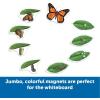 Learning Resources Giant Magnetic Butterfly Life Cycle – Write-and-Wipe Teaching Aids and STEM Decor, Butterfly Life Cycle Models, Dry Erase Accessories for Homeschool or Classroom
