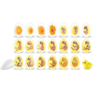 Learning Resources Chick Life Cycle Exploration Set – 21 Pieces, Ages 5+ Science Exploration Toys for Kids, Kindergartner Activities, Chicken Toys