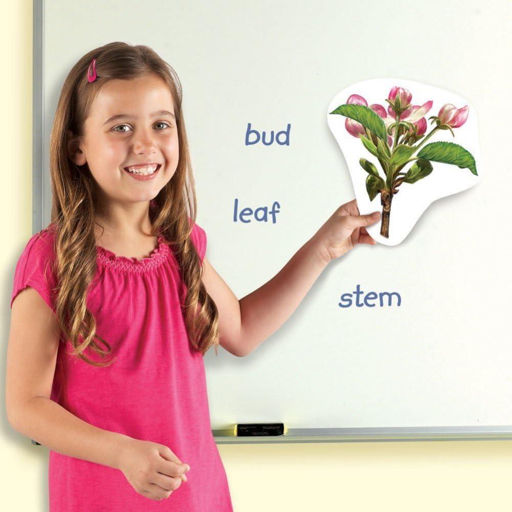 image:imageLearning Resources Giant Magnetic Plant Life Cycle STEM Growing Seed Montessori Tree Biology Cards Classroom Teacher Must Haves Activities Science Homeschool Essentials Gifts for Students Kids
