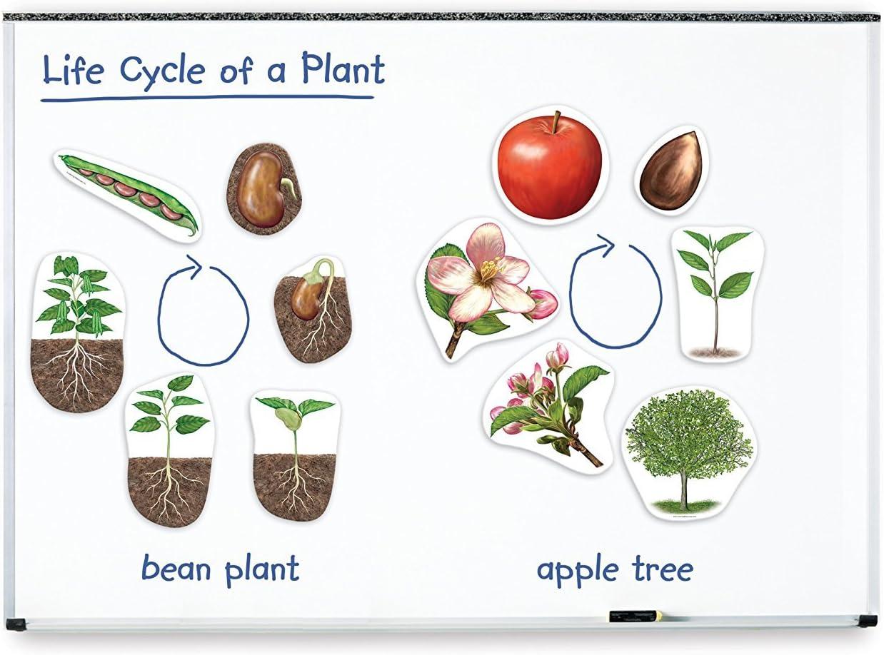 image:imageLearning Resources Giant Magnetic Plant Life Cycle STEM Growing Seed Montessori Tree Biology Cards Classroom Teacher Must Haves Activities Science Homeschool Essentials Gifts for Students Kids
