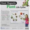 Learning Resources Giant Magnetic Plant Life Cycle – STEM Growing Seed, Montessori Tree , Biology Cards, Classroom Teacher Must Haves Activities, Science Homeschool Essentials, Gifts for Students, Kids