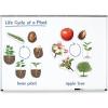 Learning Resources Giant Magnetic Plant Life Cycle – STEM Growing Seed, Montessori Tree , Biology Cards, Classroom Teacher Must Haves Activities, Science Homeschool Essentials, Gifts for Students, Kids
