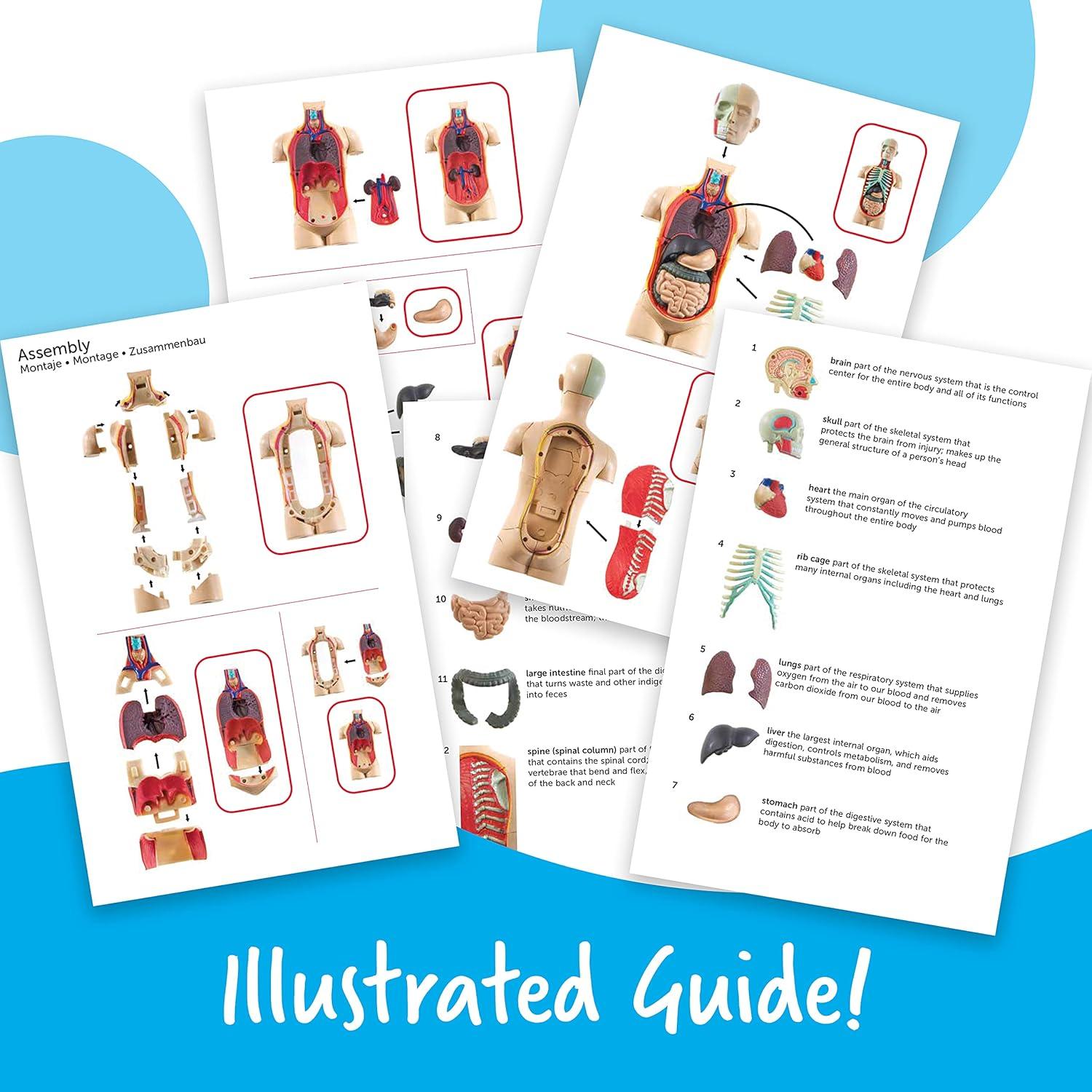 imageLearning Resources Anatomical Model Human Body