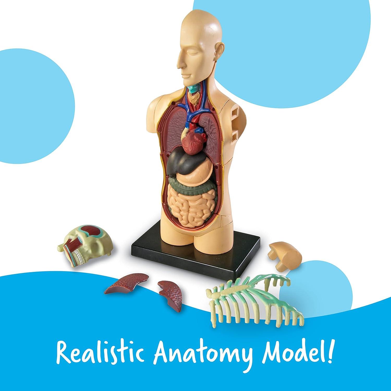 imageLearning Resources Anatomical Model Human Body