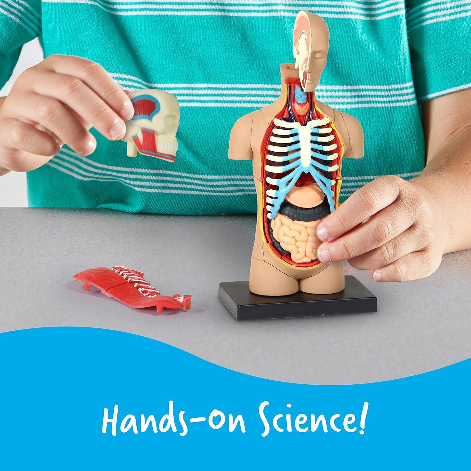 imageLearning Resources Anatomical Model Human Body