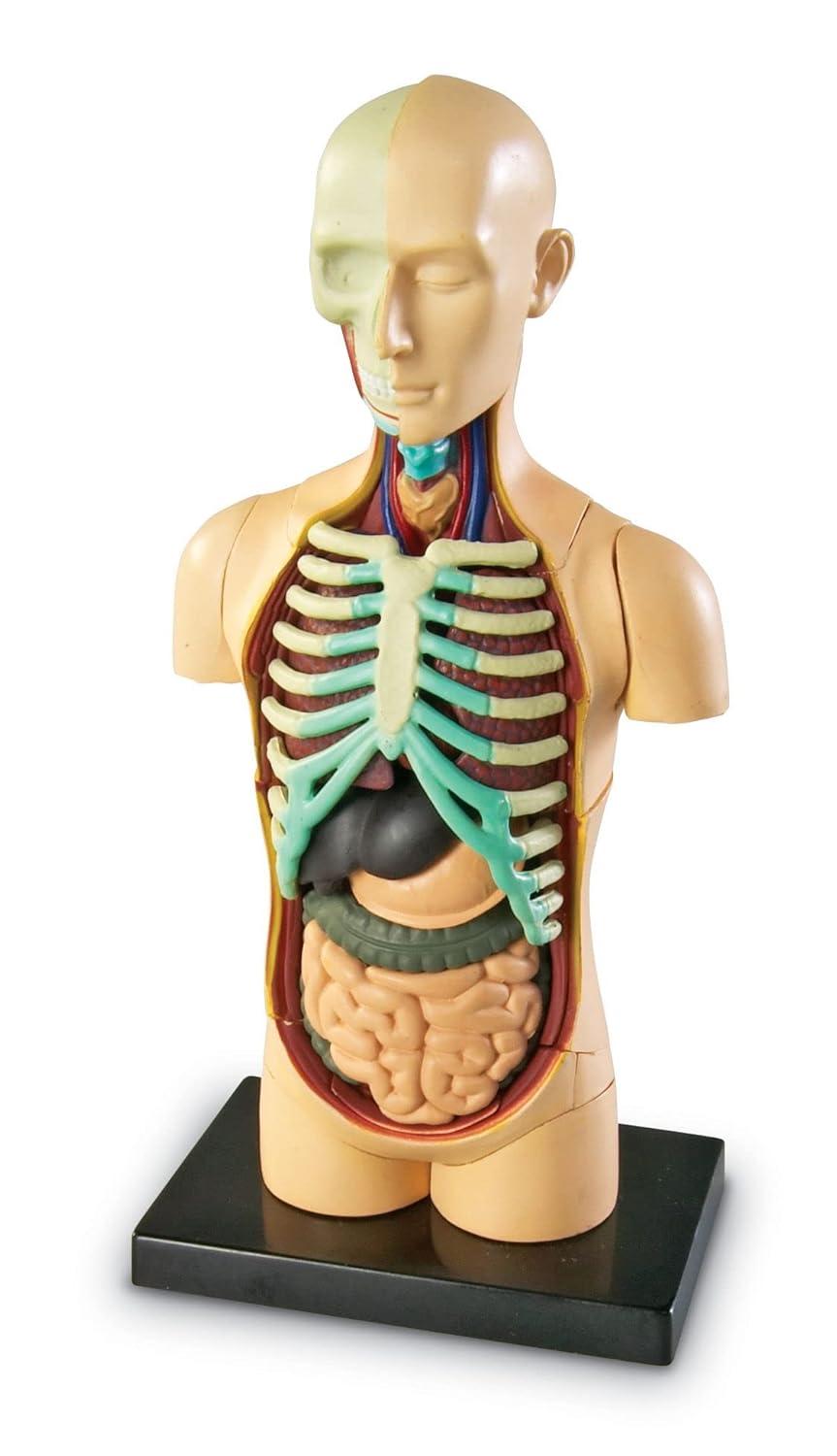 imageLearning Resources Anatomical Model Human Body
