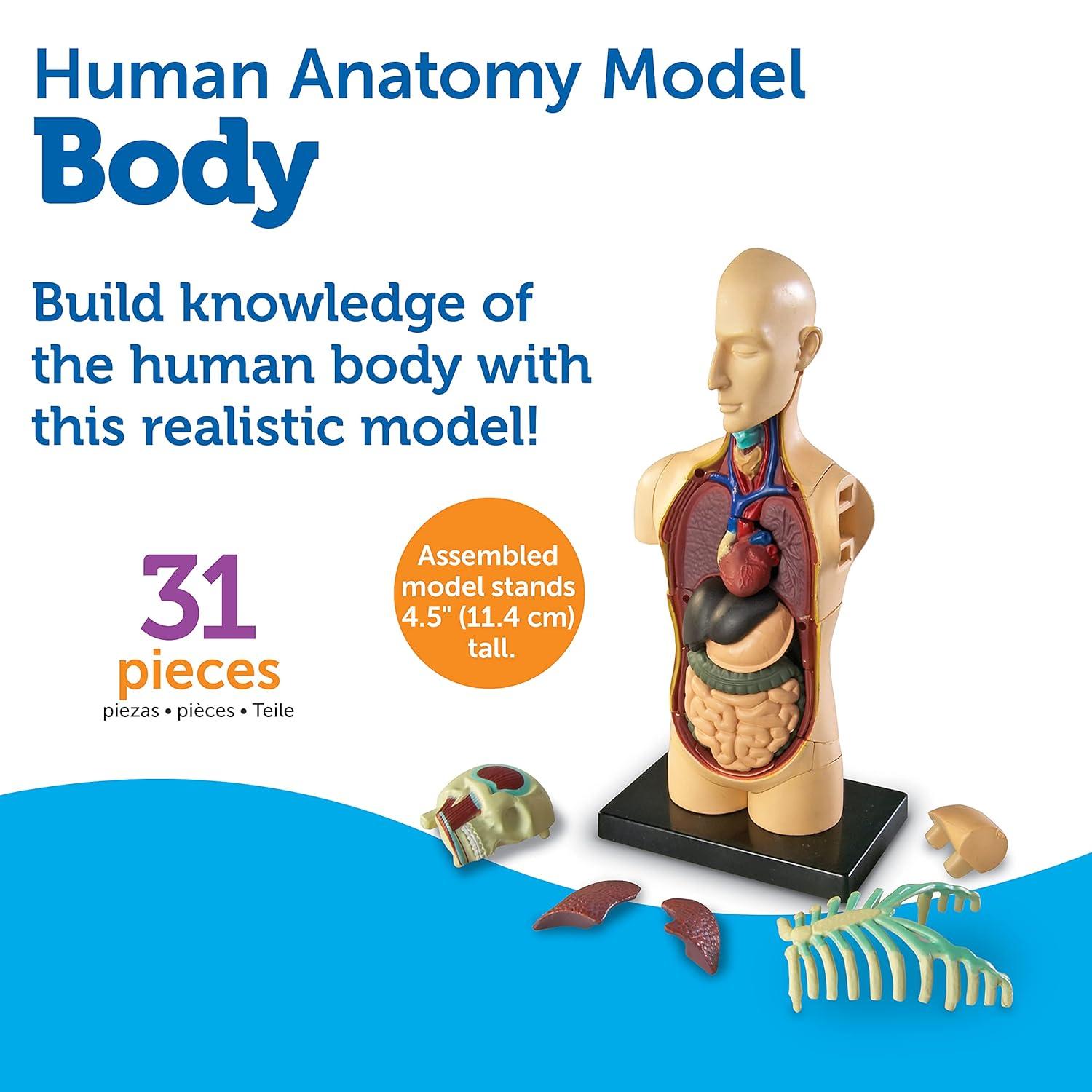 imageLearning Resources Anatomical Model Human Body