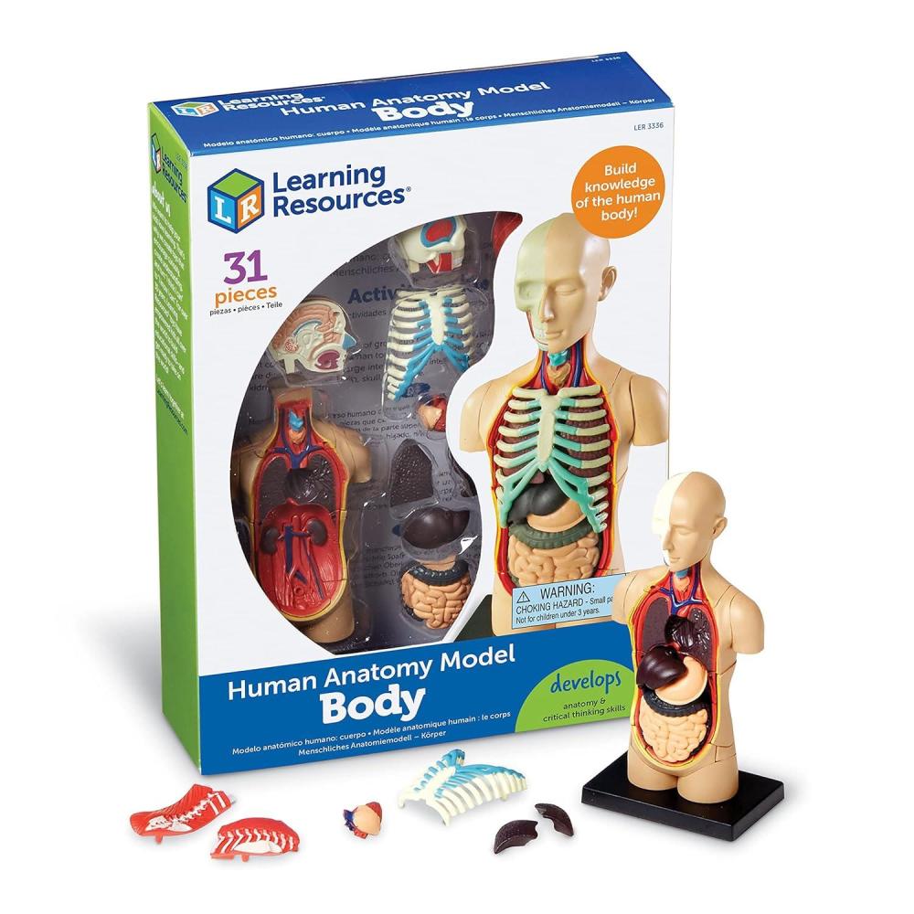 imageLearning Resources Anatomical Model Human Body